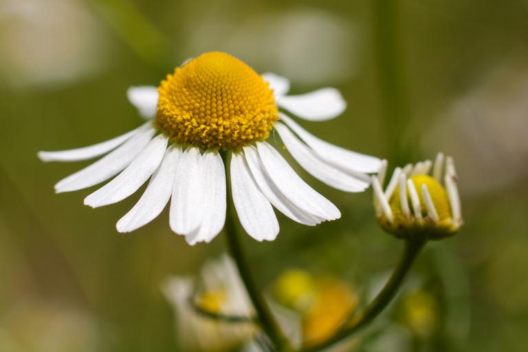 German chamomile growing in the wild